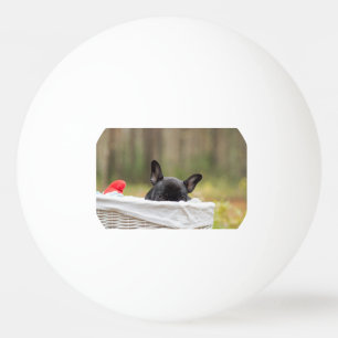 Franse bulldog glurende puppy pingpongballen