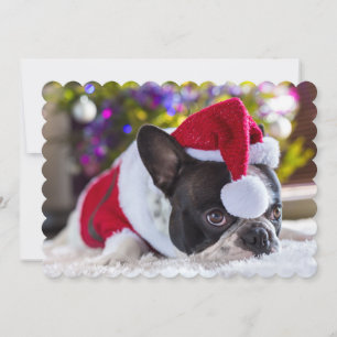 Franse Bulldog in Santa Hat onder de kerstboom Feestdagenkaart