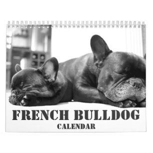 Franse Bulldog Kalender 2026 Zwart-wit