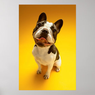 Franse Bulldog kijkt omhoog Poster