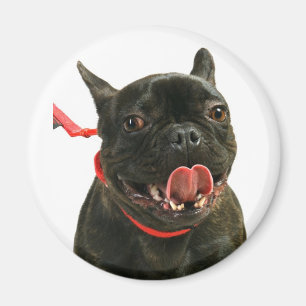 Franse Bulldog Magneet