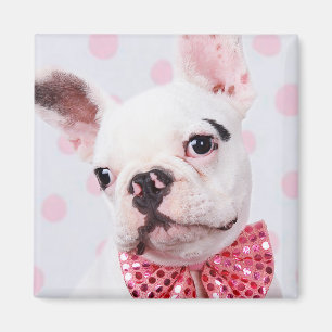 Franse Bulldog met Bow-Stropdas Magneet