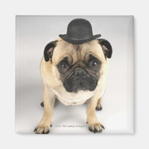 Franse bulldog met bowler, studioshot magneet