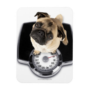 Franse bulldog op schubben met camera's magneet