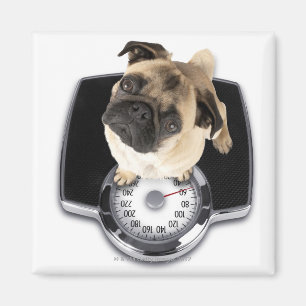 Franse bulldog op schubben met camera's magneet
