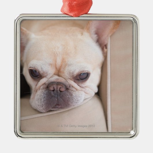 Franse bulldog op sofa metalen ornament (Voorkant)