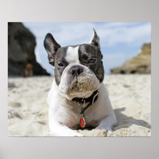 franse bulldog poster