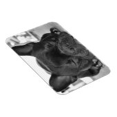 Franse Bulldog Premium magneet (Rechterzijde)