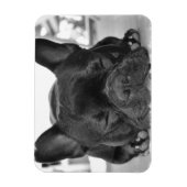 Franse Bulldog Premium magneet (Verticaal)