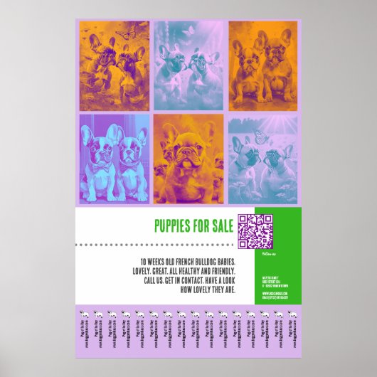 Franse Bulldog Puppies te koop groot poster (Voorkant)