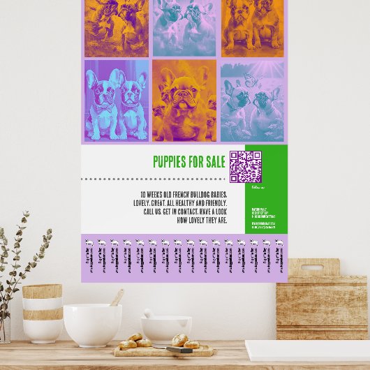 Franse Bulldog Puppies te koop groot poster (Keuken)