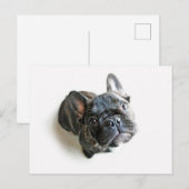 Franse bulldog Puppy Briefkaart (Voorkant / Achterkant)