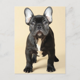 Franse bulldog Puppy Briefkaart