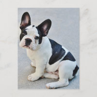 Franse Bulldog Puppy Dog Post Card