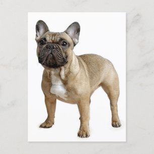 Franse Bulldog Puppy Dog Post Card Briefkaart