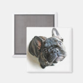 Franse bulldog Puppy Magneet (Voorkant / Achterkant)