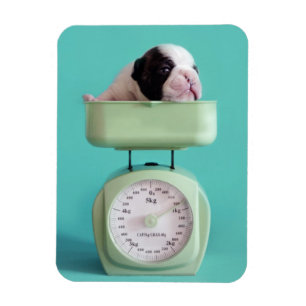 Franse bulldog Puppy Magneet