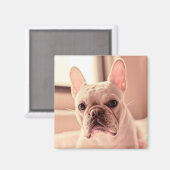 Franse bulldog Puppy Magneet (Voorkant / Achterkant)