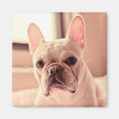 Franse bulldog Puppy Magneet (Voorkant)