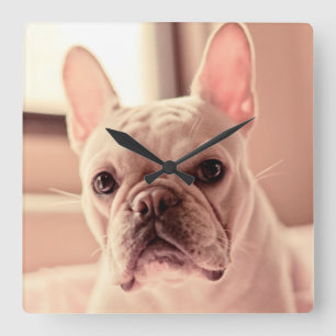 Franse bulldog Puppy Vierkante Klok