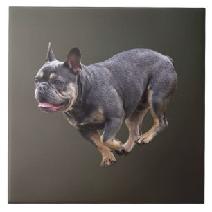 Franse Bulldog Rennend Tegeltje