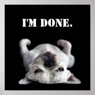 Franse Bulldog rukt op zijn rug Poster