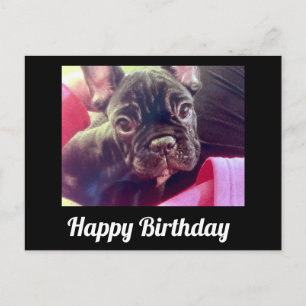Franse Bulldog Schattig Gelukkige Verjaardag Briefkaart