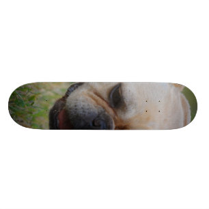 Franse Bulldog Skateboard