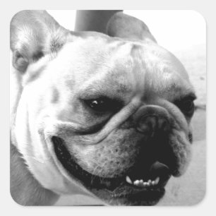 Franse Bulldog Vierkante Sticker