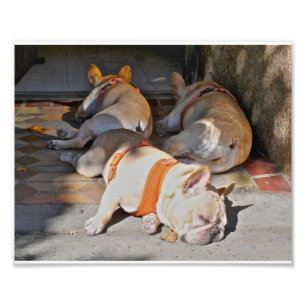 Franse Bulldogs Sleeping Foto Afdruk