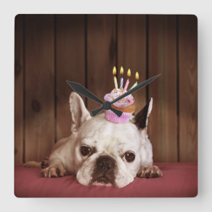 Franse bulledog met Birthday Cupcake Vierkante Klok