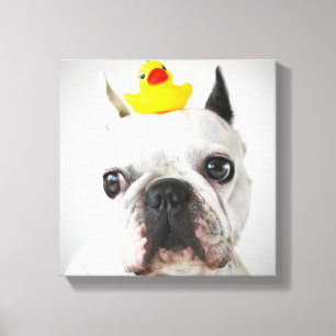 Franse bulledog met Rubber Duck Canvas Afdruk