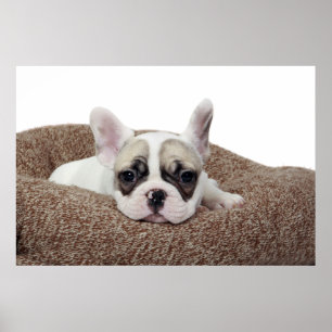 Franse bullehond die een hondenpuppy leit in een h poster