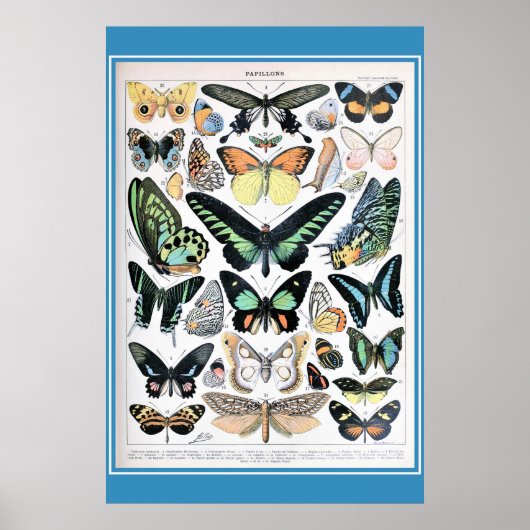 -Franse Butterflies Cotvoordcore Poster (Voorkant)