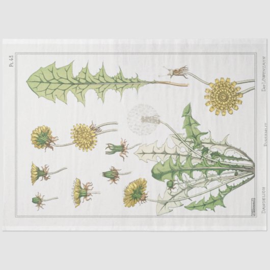 franse dandelion print tissuepapier (Voorkant)
