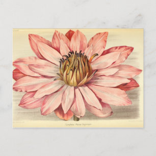 Franse Floral Ephemera ontkoppeling roze tis Briefkaart