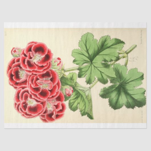  Franse Floral Ephemera ontkoppeling Roze Tissuepapier (Voorkant)