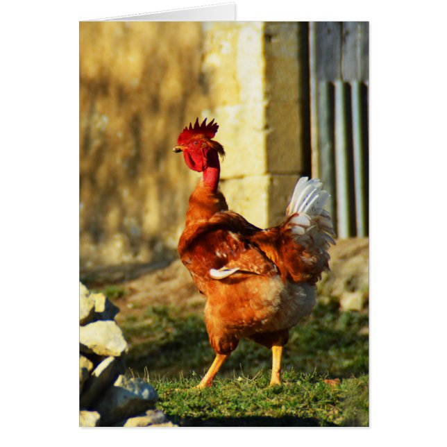 Franse hanen (Voorkant)