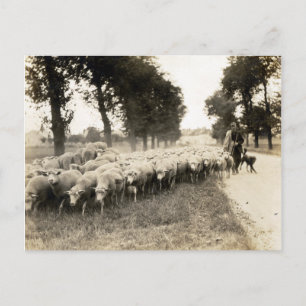Franse herder 1921 briefkaart