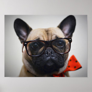 Franse hond met bril en Stropdas Poster