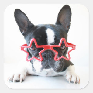 Franse hond met rode Star-bril Vierkante Sticker