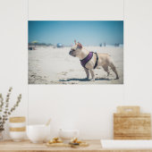 Franse hond op strand poster (Keuken)