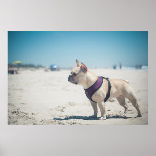 Franse hond op strand poster