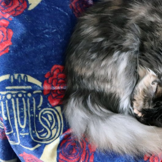 Franse hoorn fleece deken