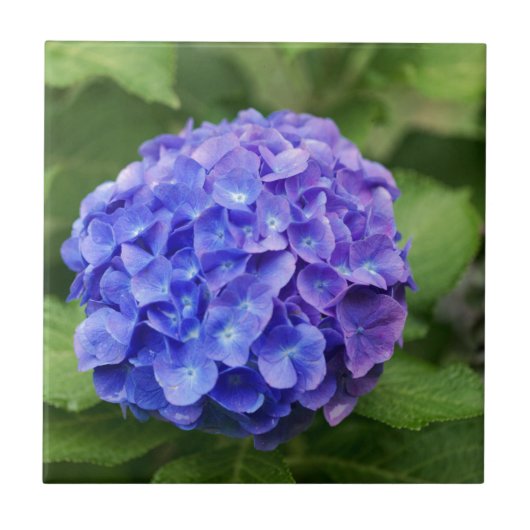 Franse hydrangea (Hydrangea macrophylla) Tegeltje (Voorkant)