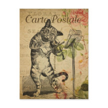  Franse kat die de gewelddadigheden speelt