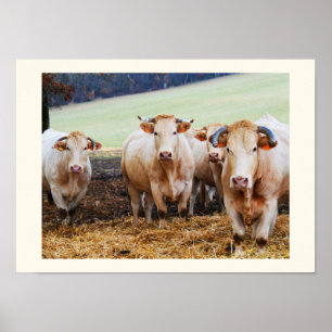 Franse koeien poster