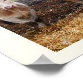 Franse koeien poster (Hoek)