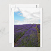 franse lavendel briefkaart (Voorkant / Achterkant)