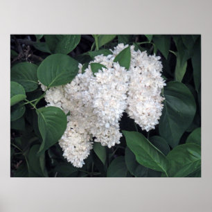 Franse Lilacs Poster